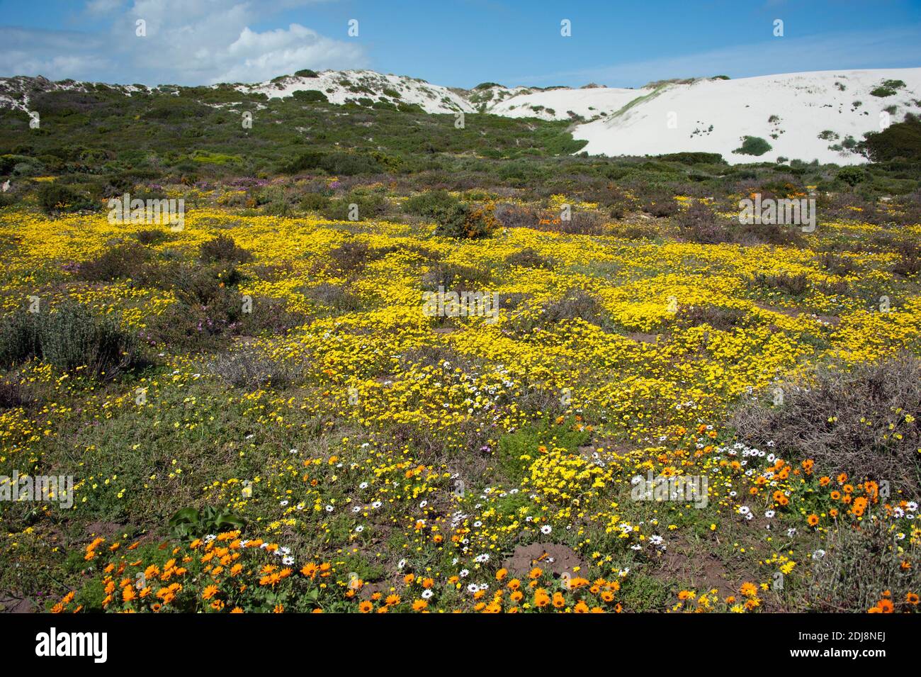 Bluehende Steppe, West Cost National Park, Western Cape, Suedadrika Stockfoto