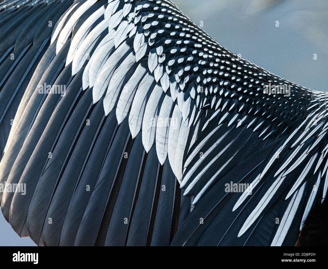 Erwachsene Anhinga, Anhinga Anhinga, Flügeldetails, Shark Valley, Everglades National Park, Florida, USA Stockfoto