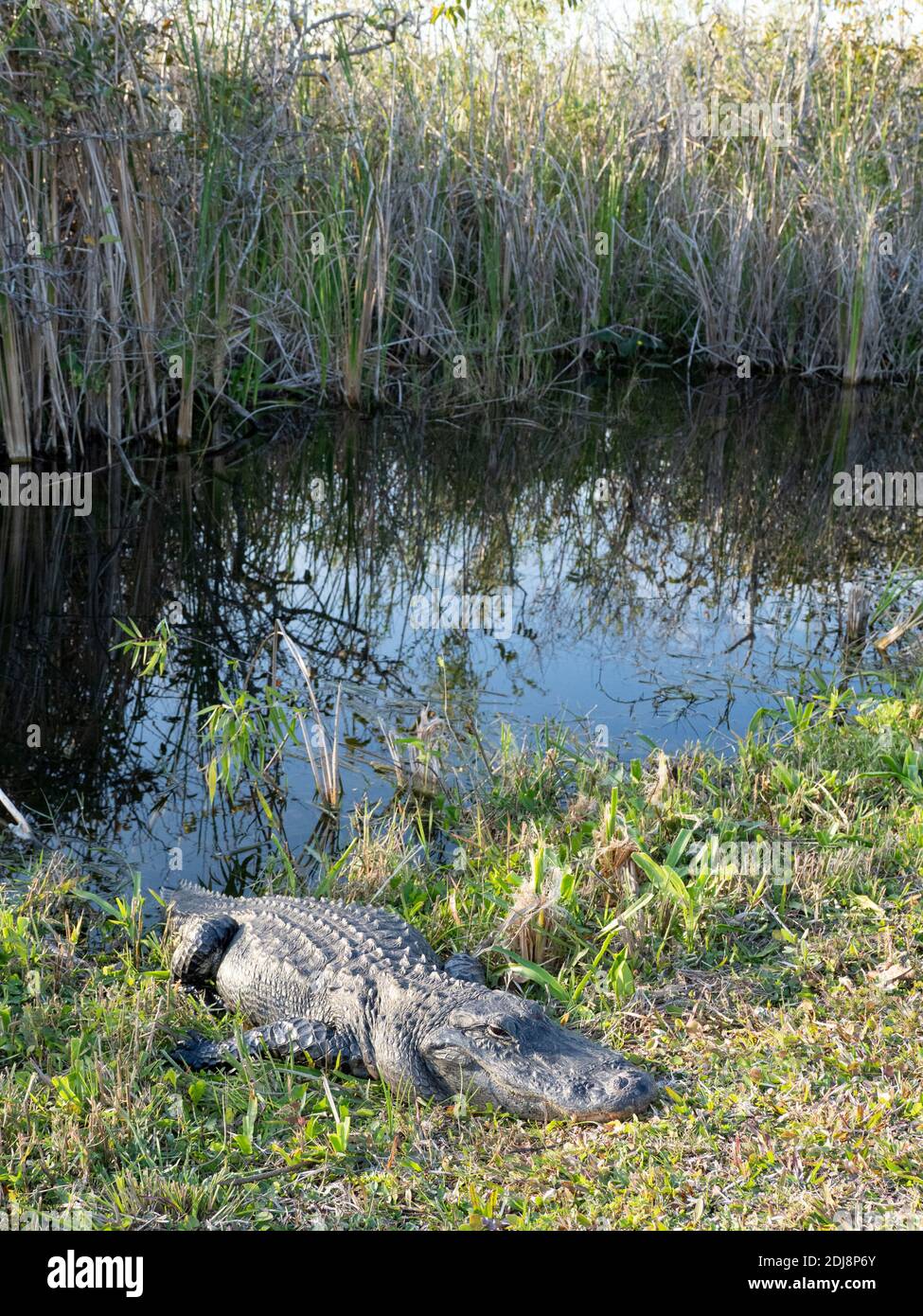 Ein wilder amerikanischer Alligator, Alligator mississippiensis, in Shark Valley, Everglades National Park, Florida, USA. Stockfoto
