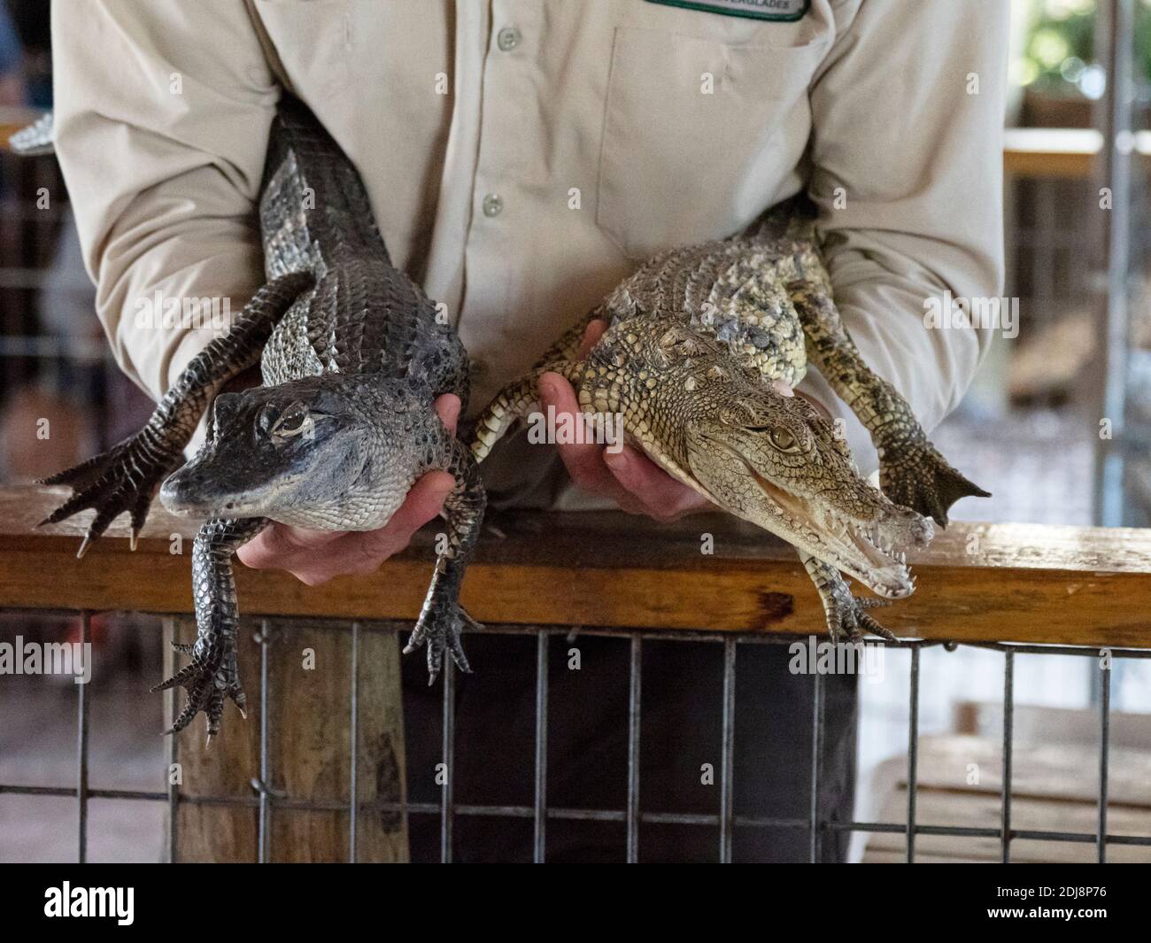 Gefangener amerikanischer Alligator, Alligator mississippiensis, links, und amerikanisches Krokodil, Crocodylus acutus, Florida, USA. Stockfoto