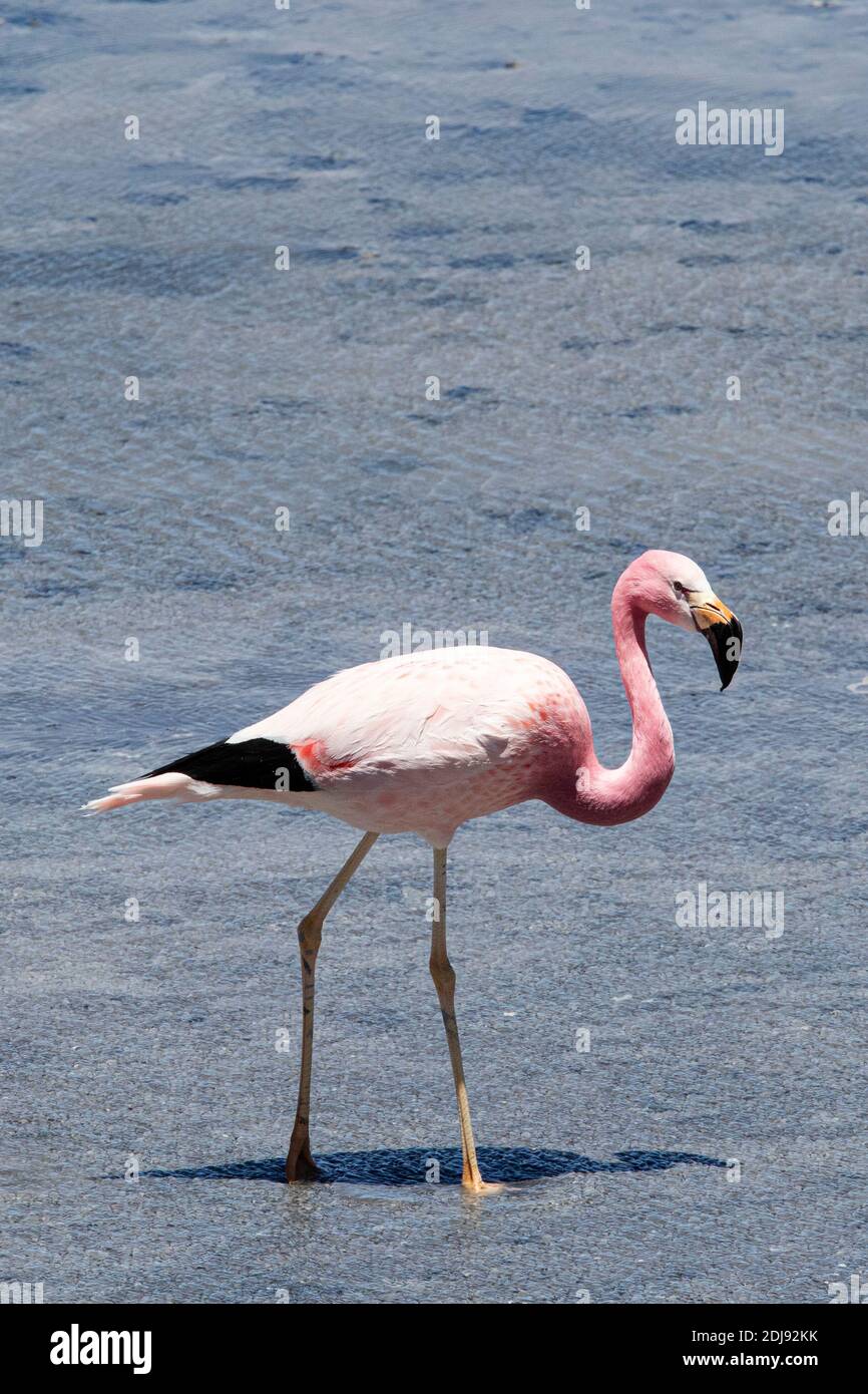 Andenflamingo, Phoenicoparrus andinus, Laguna Tara, Nationalpark Los Flamencos, Region Antofagasta, Chile. Stockfoto