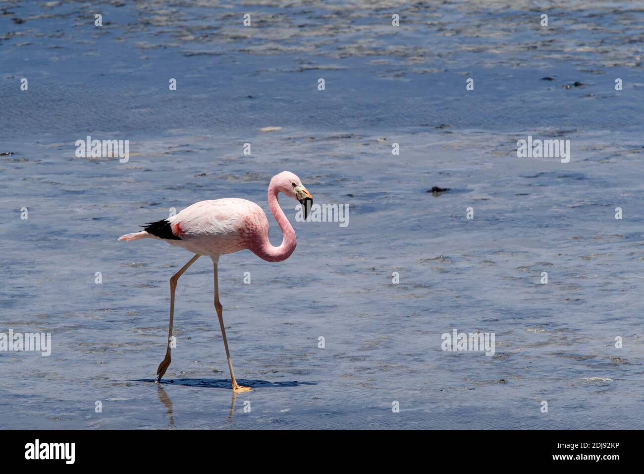 Andenflamingo, Phoenicoparrus andinus, Laguna Tara, Nationalpark Los Flamencos, Region Antofagasta, Chile. Stockfoto