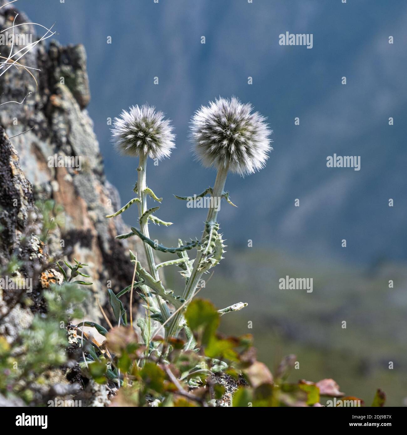 Blütenknospen von Kugeldistel oder Echinops sphaerocephalus close-up Stockfoto