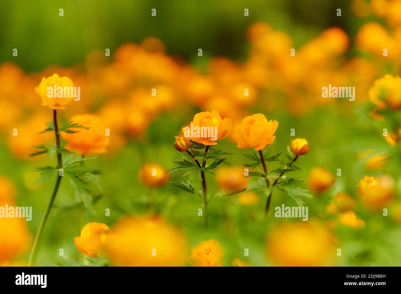 Frühlingsgrüne Wiese mit orangefarbenen Blüten Globeflowers (Trollius asiaticus) Stockfoto