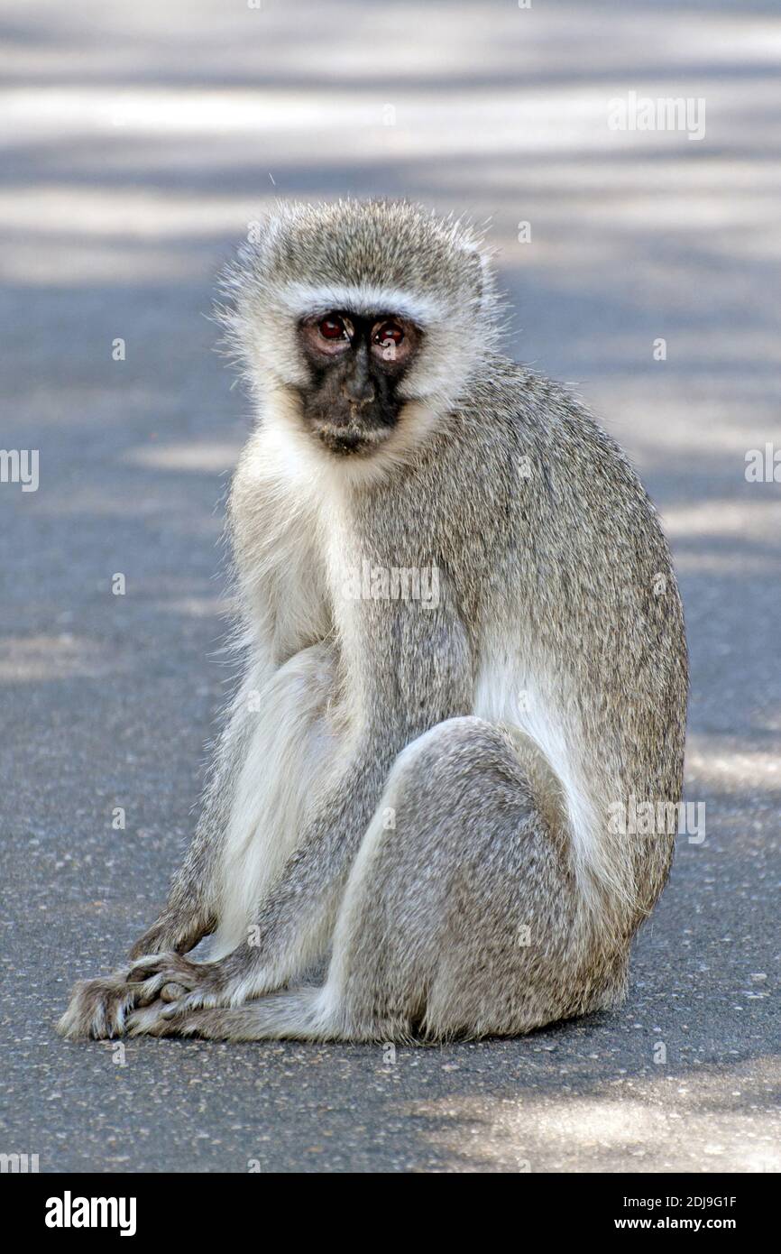 Gruenmeerkatze, Krueger Nationalpark, Suedafrika / (Cercopithecus aethiops) Stockfoto