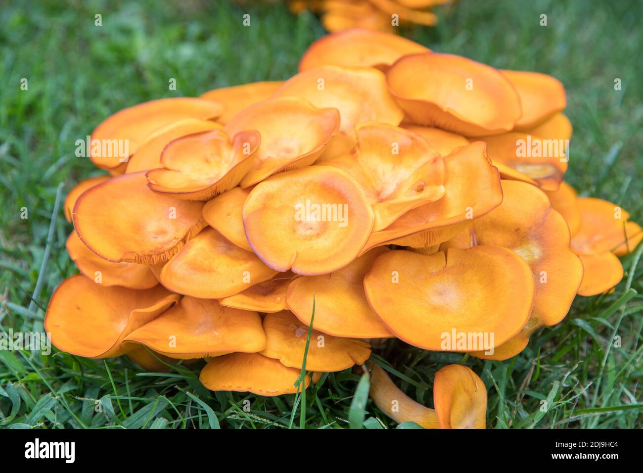 Omphalotus olearius.leuchtend orange giftiger Pilz, Pilz. Biolumineszierend. Schöne Pilze - Bild Stockfoto