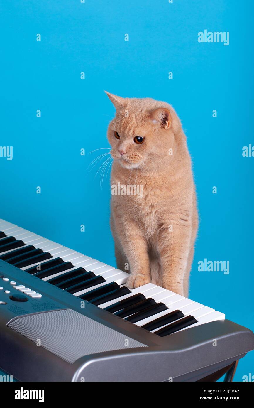 Eine schöne rote Katze spielt Musik mit ihrer Pfote auf einer Klaviertaste, isoliert auf einem blauen Hintergrund Stockfoto