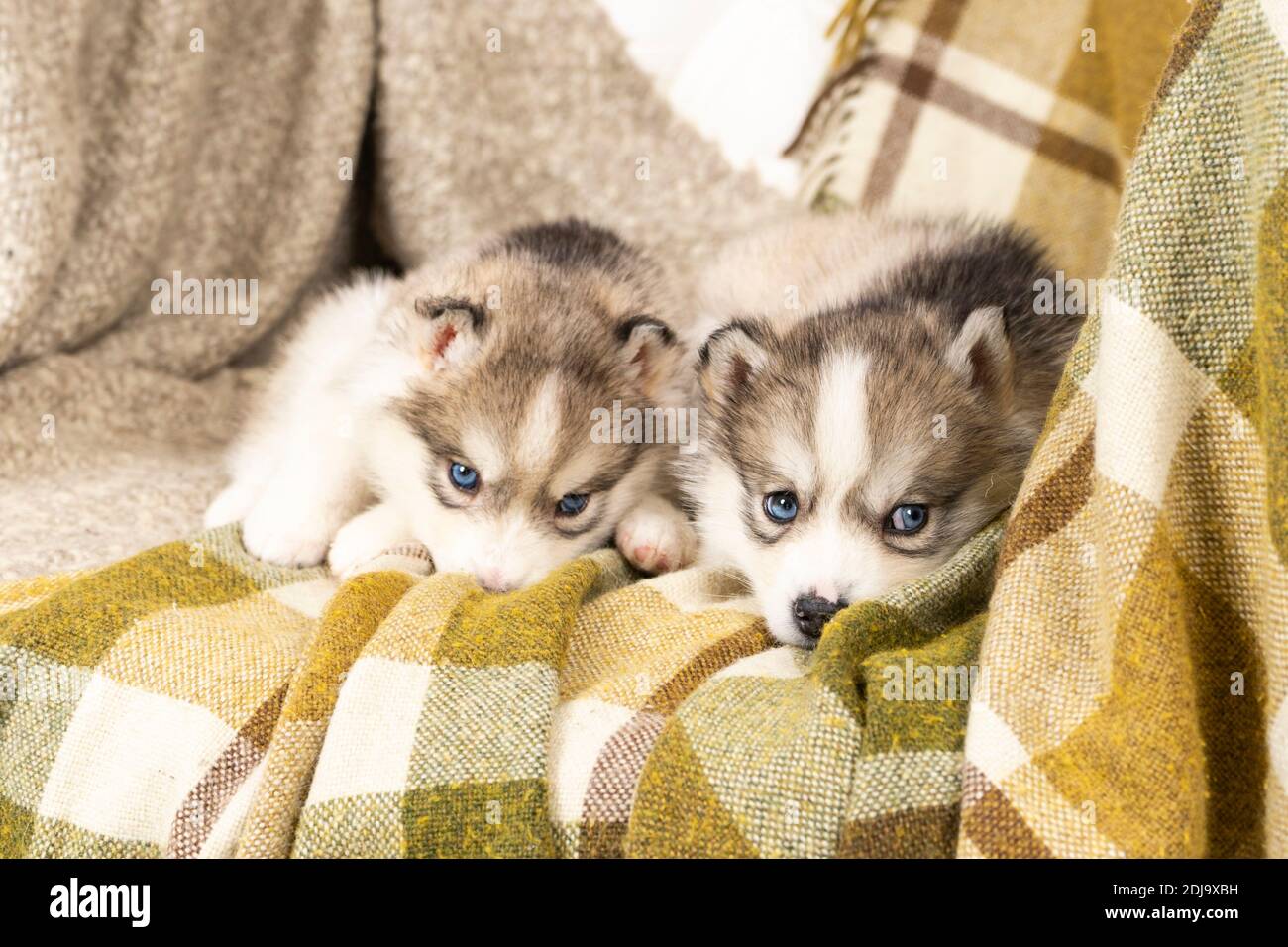 Sehr kleine Husky Welpen. Mit schwarzer Nase und blauen Augen. Sie sitzen auf einer hellgrünen Strukturdecke. Auf dem großen Stuhl. Copyspace Stockfoto