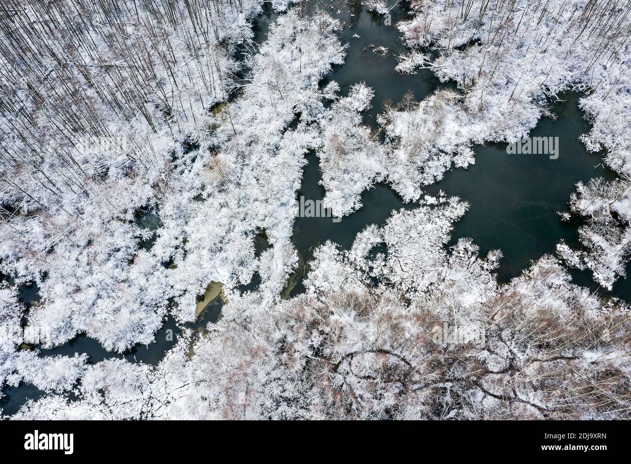 Ländliche Gegend mit Sumpf bedeckt von Schnee. Winterlandschaft von Drohne Stockfoto
