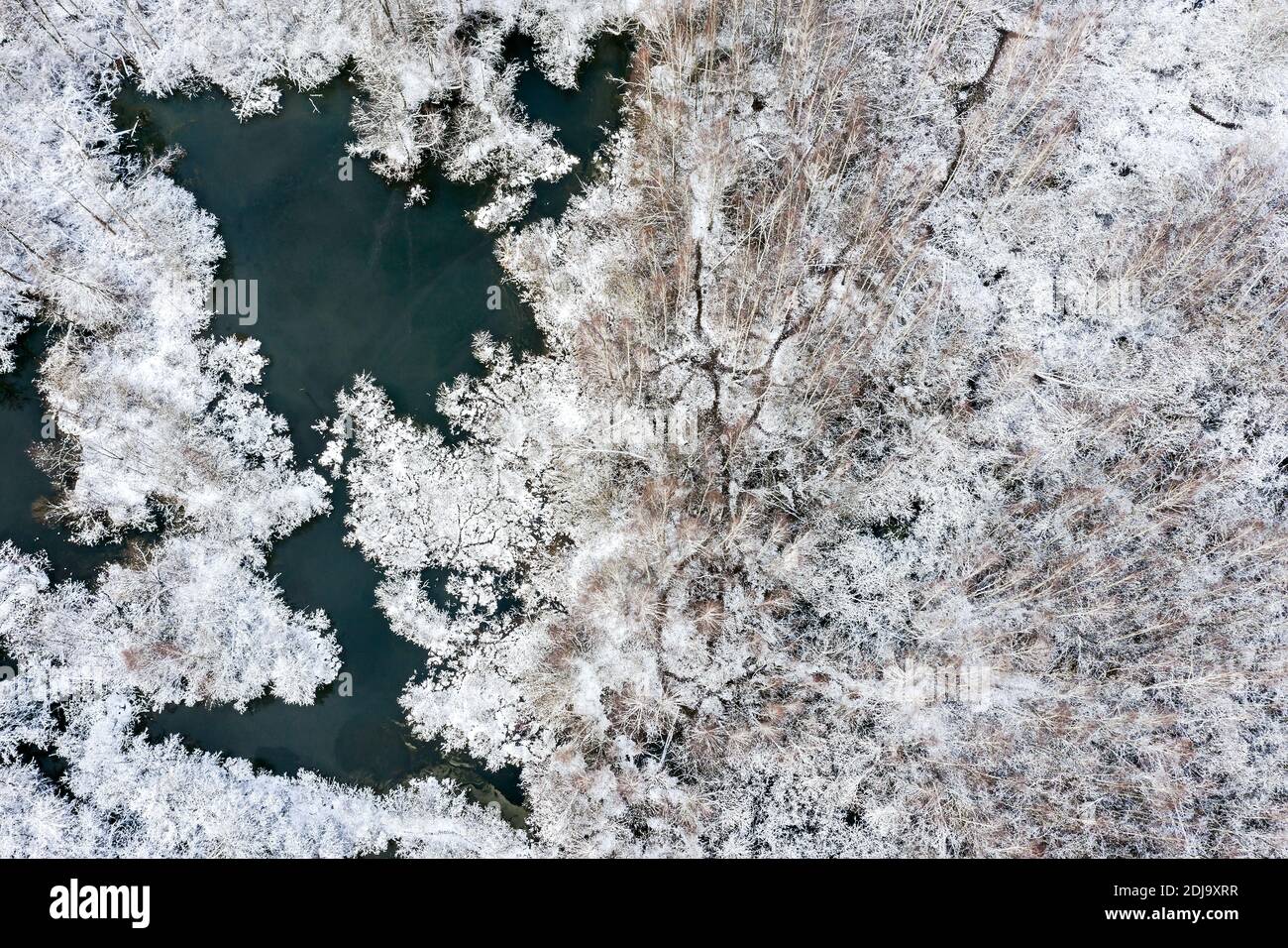 Luftaufnahme von Buchenwald und weißen gefrorenen Sümpfen an einem bewölkten Tag. Winter Naturlandschaft Stockfoto