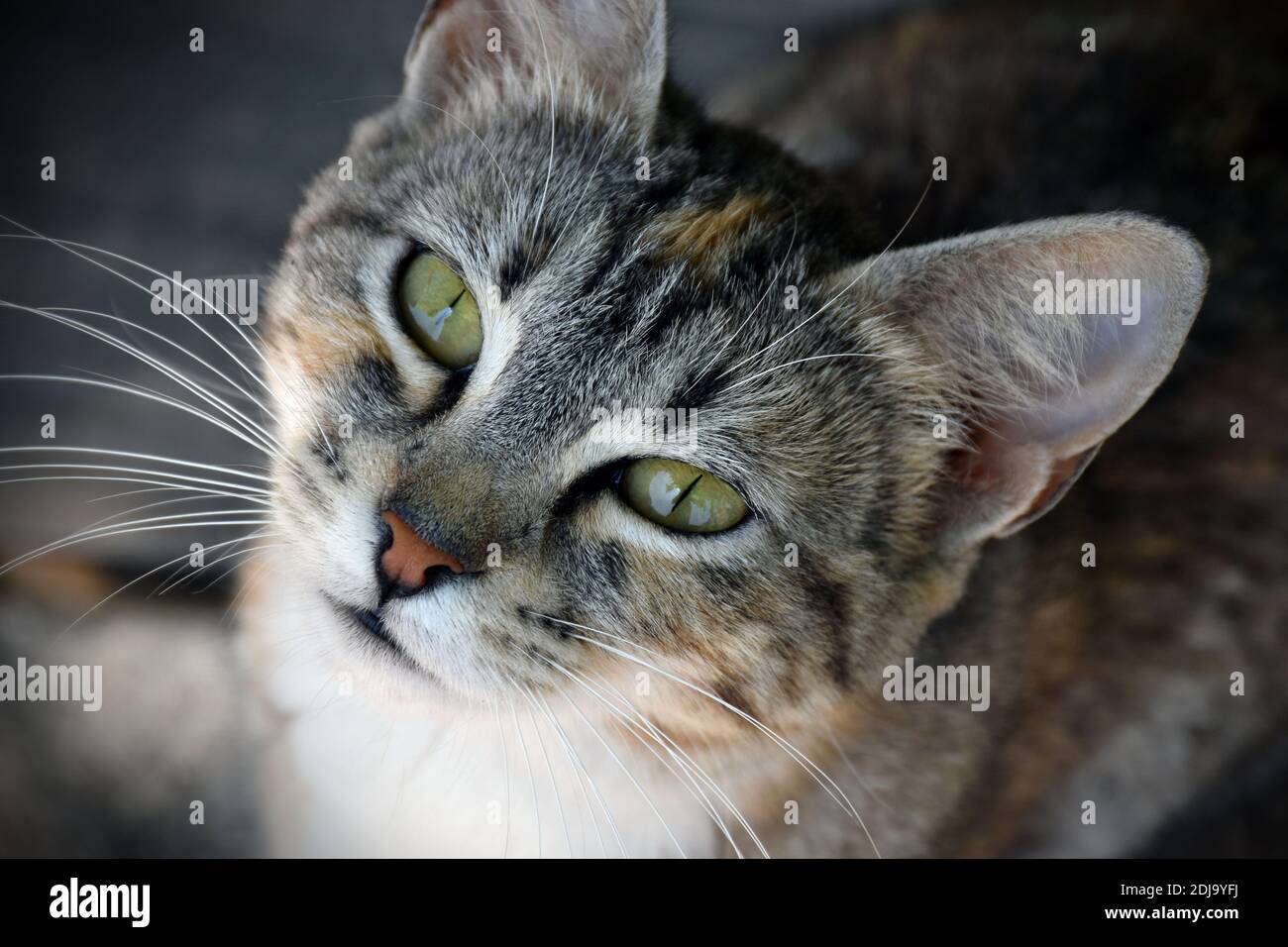 Cute Katzengesicht Nahaufnahme aus dem oberen Winkel Stockfoto