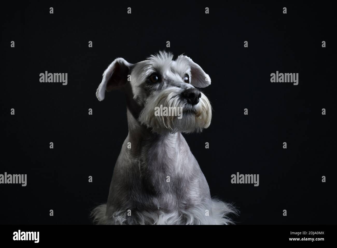 Silberweißer Schnauzer Hund posiert mit schwarzem Hintergrund Stockfoto