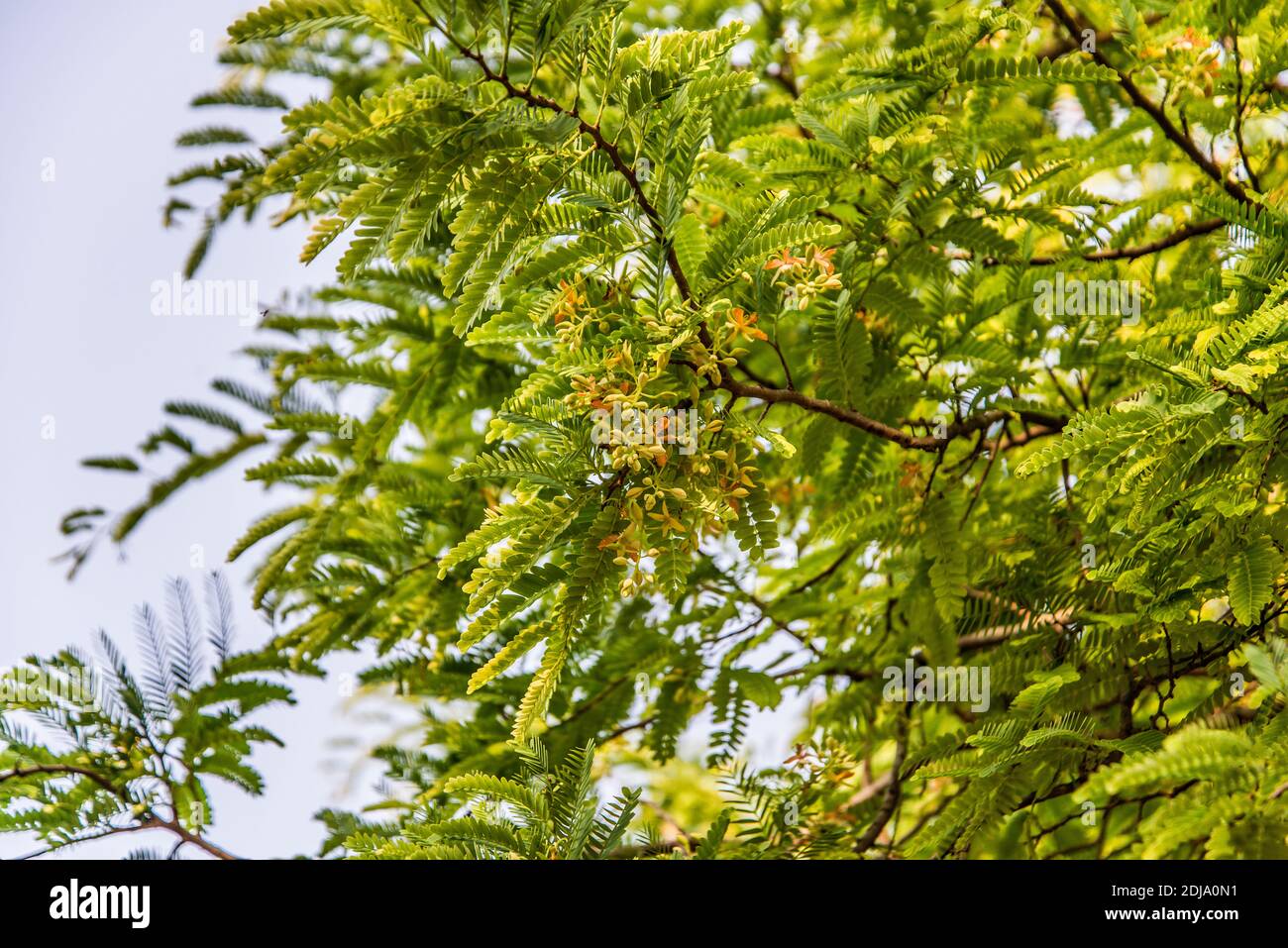Tamarinden auf dem Baum in Solmari, Khulna, Bangladesch. Stockfoto