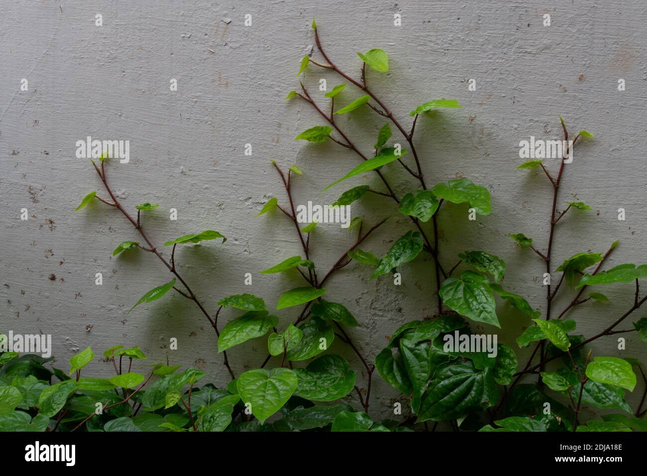 Betelblätter Stockfoto