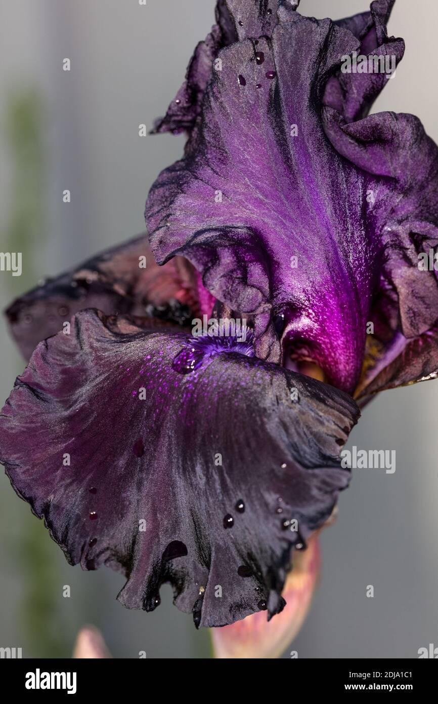 'Superstition' große Bartlilie, Skäggiris (Iris germanica) Stockfoto