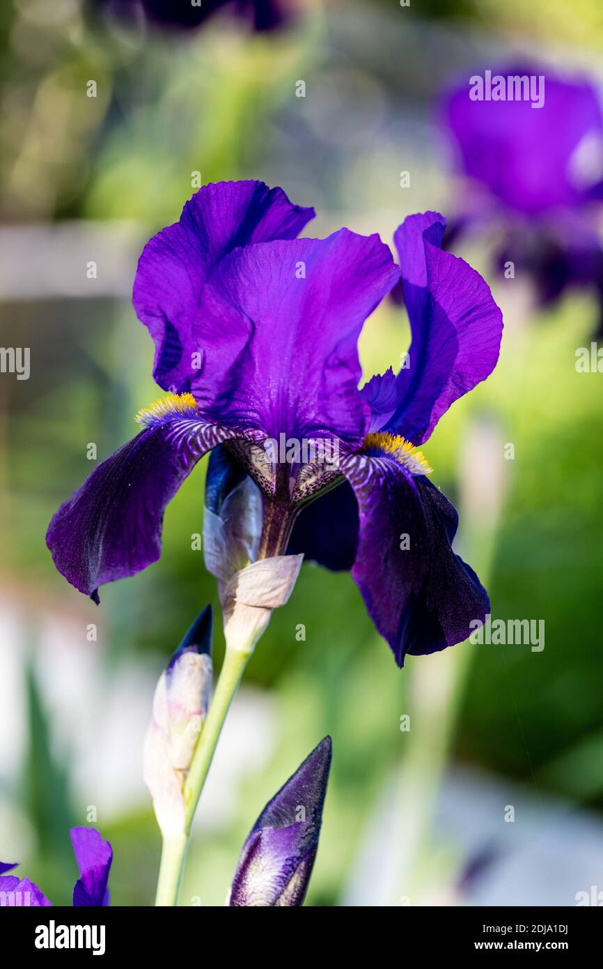 "Joanna" Tall Bearded Iris, Skäggiris (Iris germanica) Stockfoto