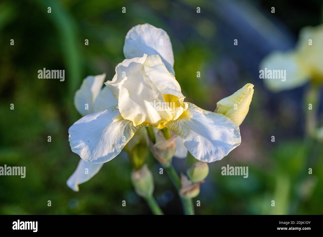 „White Knight“, große bärtige Iris, Tyskiris (Iris germanica) Stockfoto
