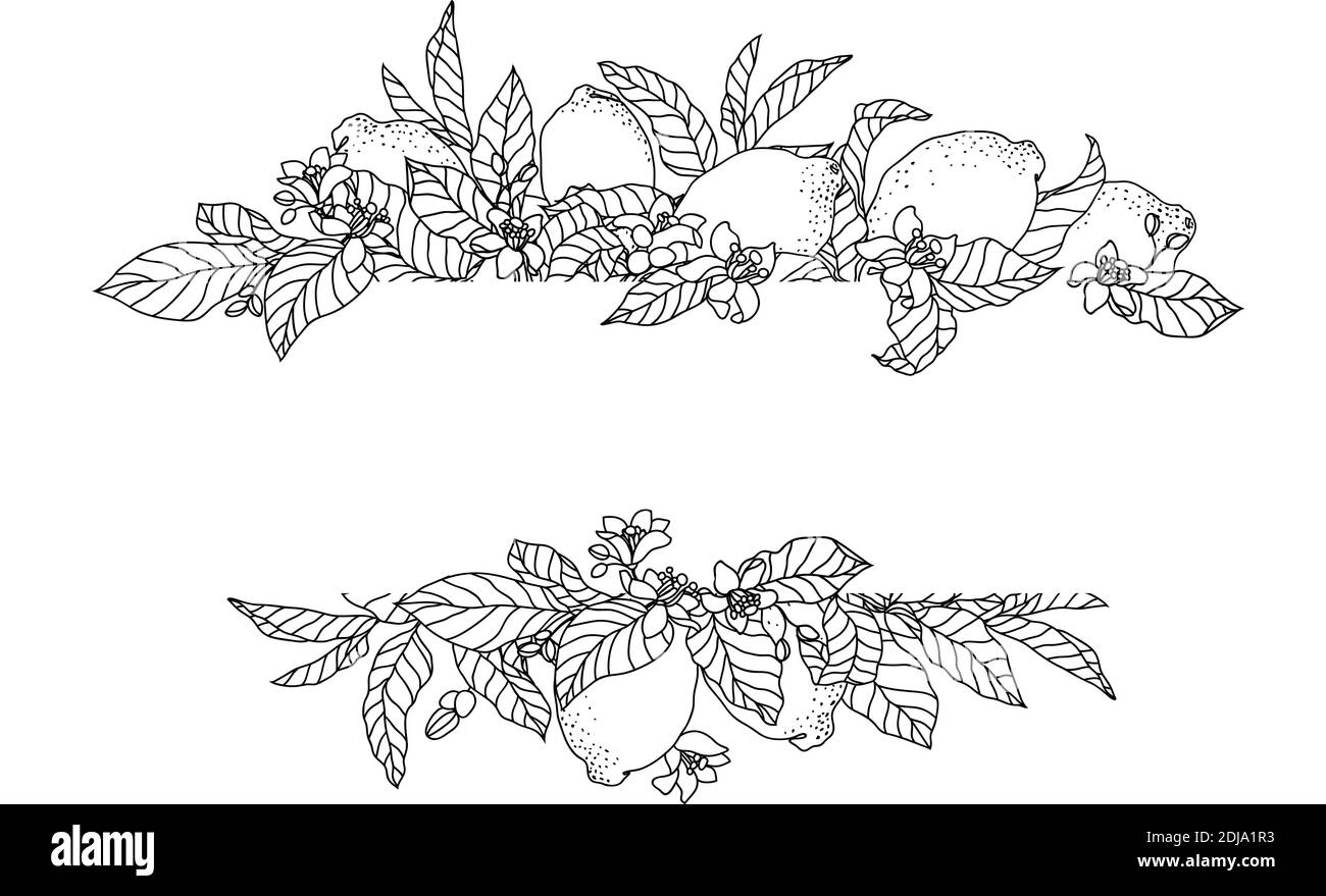 Vektor-Frame-Illustration mit Zitronenfrüchten und Blumen auf der Verzweigungen Stock Vektor