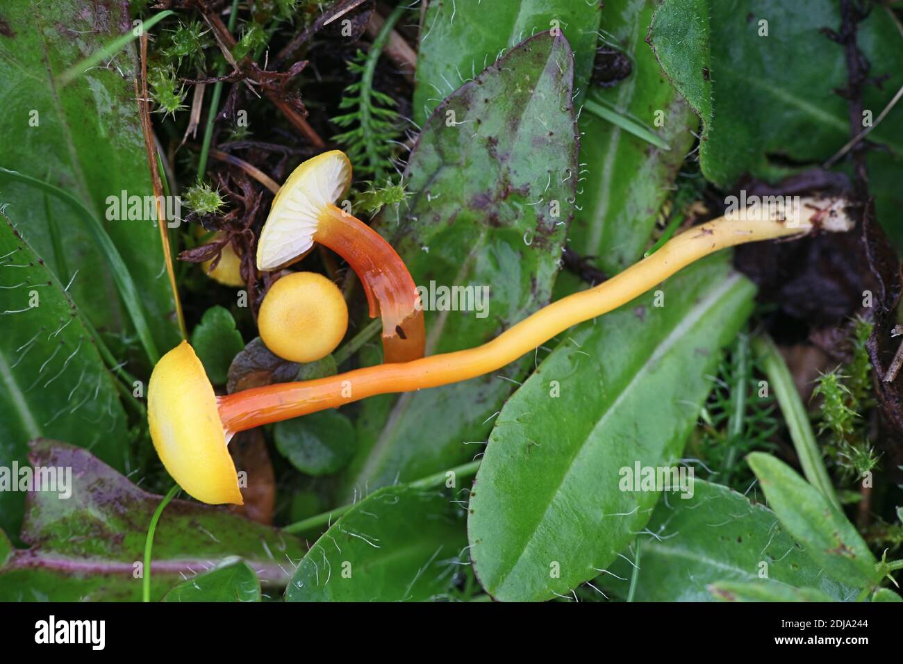 Hygrocybe insipida, bekannt als Spangle Waxcap, wilder Pilz aus Finnland Stockfoto