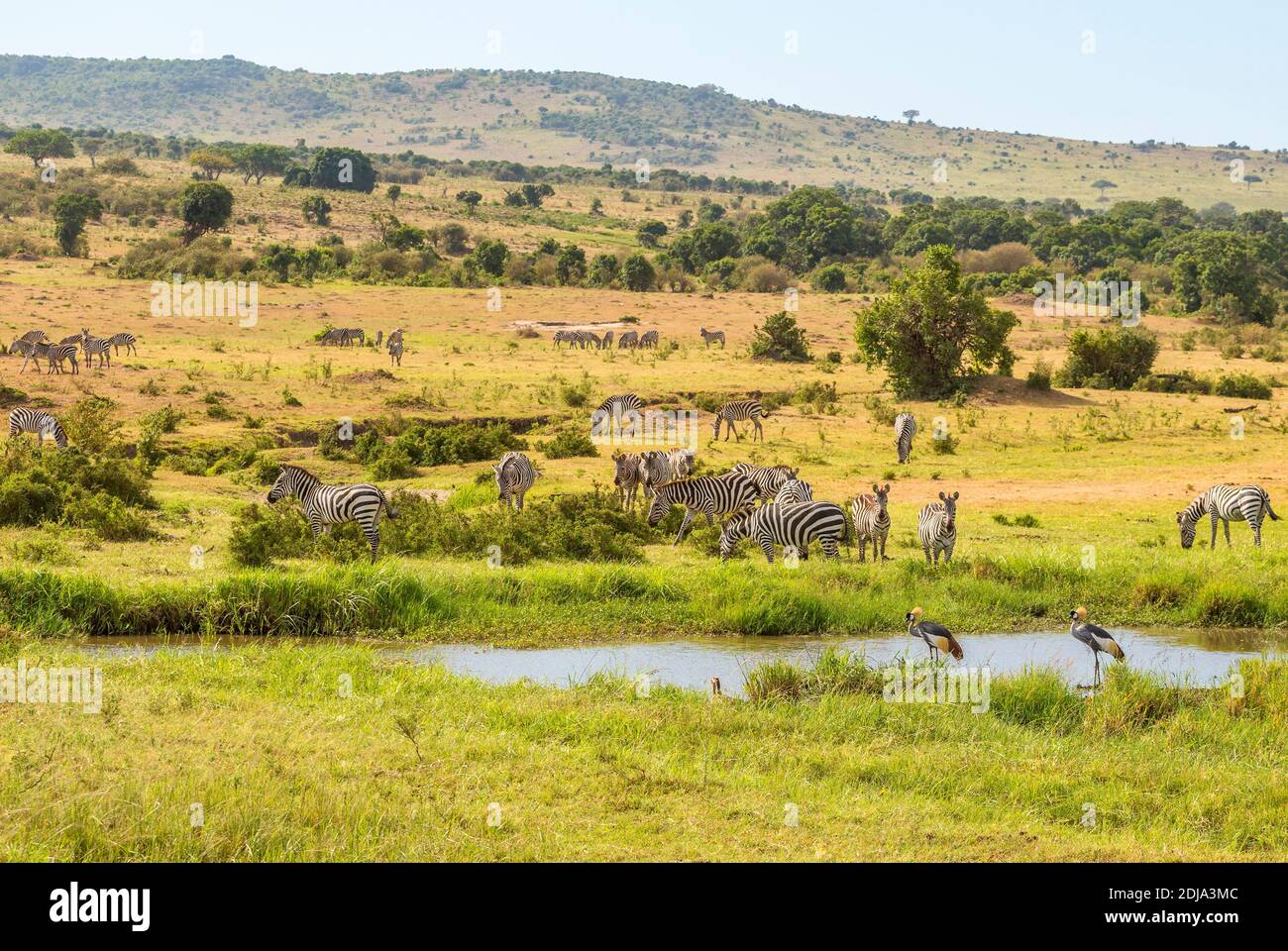 Zebras und Kraniche an einem Wasserloch in der Savanne Stockfoto