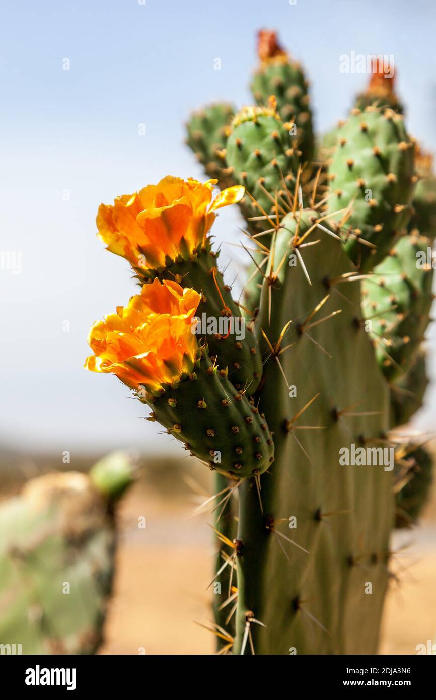 Gelbe Blüten auf einem wilden Kaktus Stockfoto