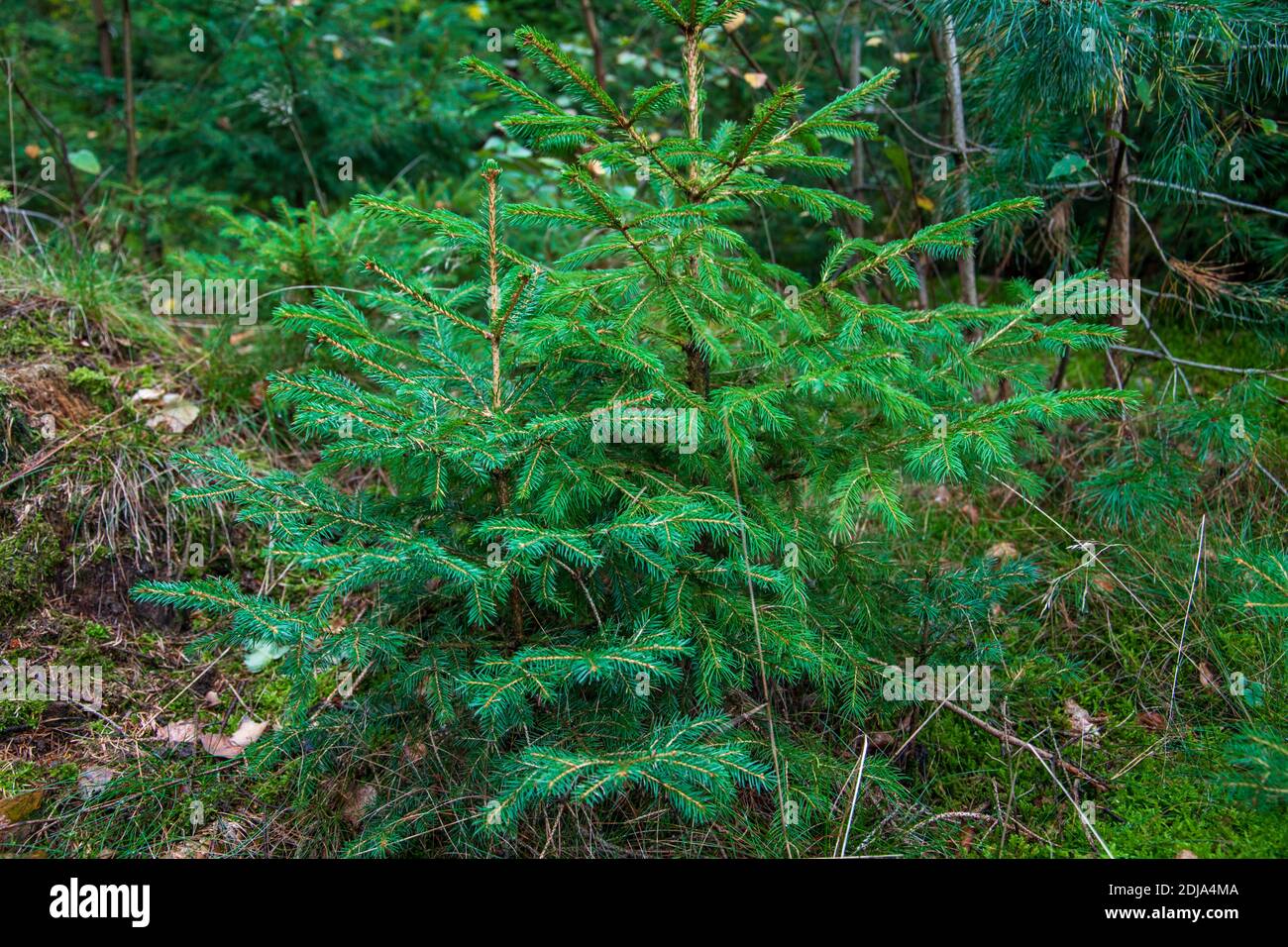 Ein Tannenbaum, der mit jungen Pflanzen bepflanzt wird. Bald werden sie als Weihnachtsbäume geerntet. Stockfoto