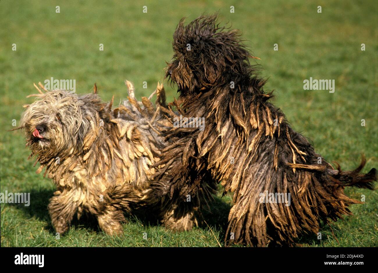 Bergamasco Schäferhund oder Bergamese Schäferhund, Hund spielen Stockfoto