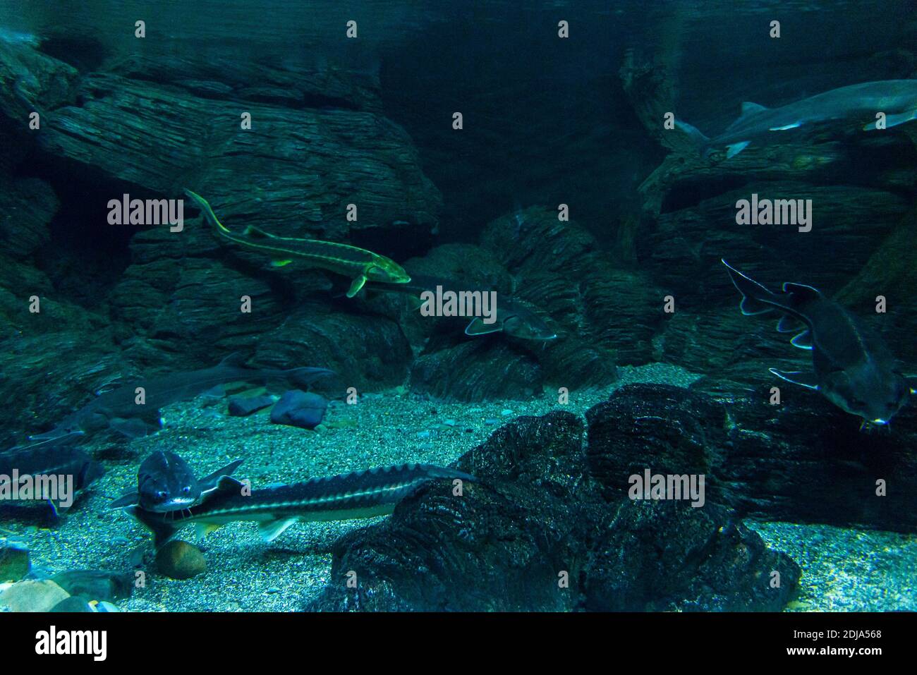Stör oder Acipenser im Süßwasser des Aquariums. Stockfoto