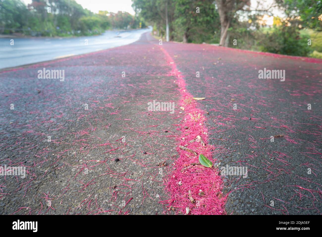 Verwelkte Pohutukawa Blumen bedecken den nassen Fußweg Stockfoto