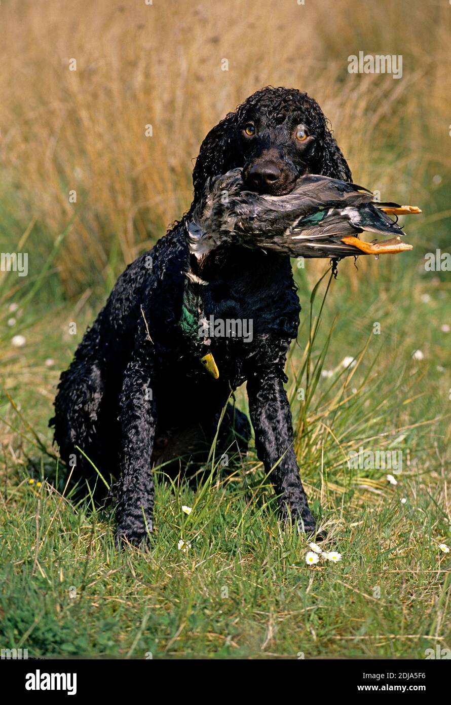 Irish Water Spaniel, Hund mit Stockente im Maul Stockfoto