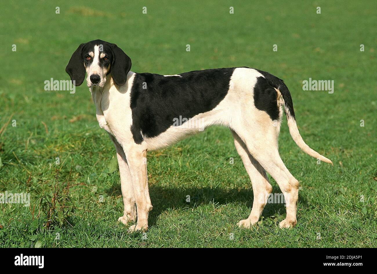 Großer anglo-französischen weißen und schwarzen Hund, Hund stehend auf dem Rasen Stockfoto