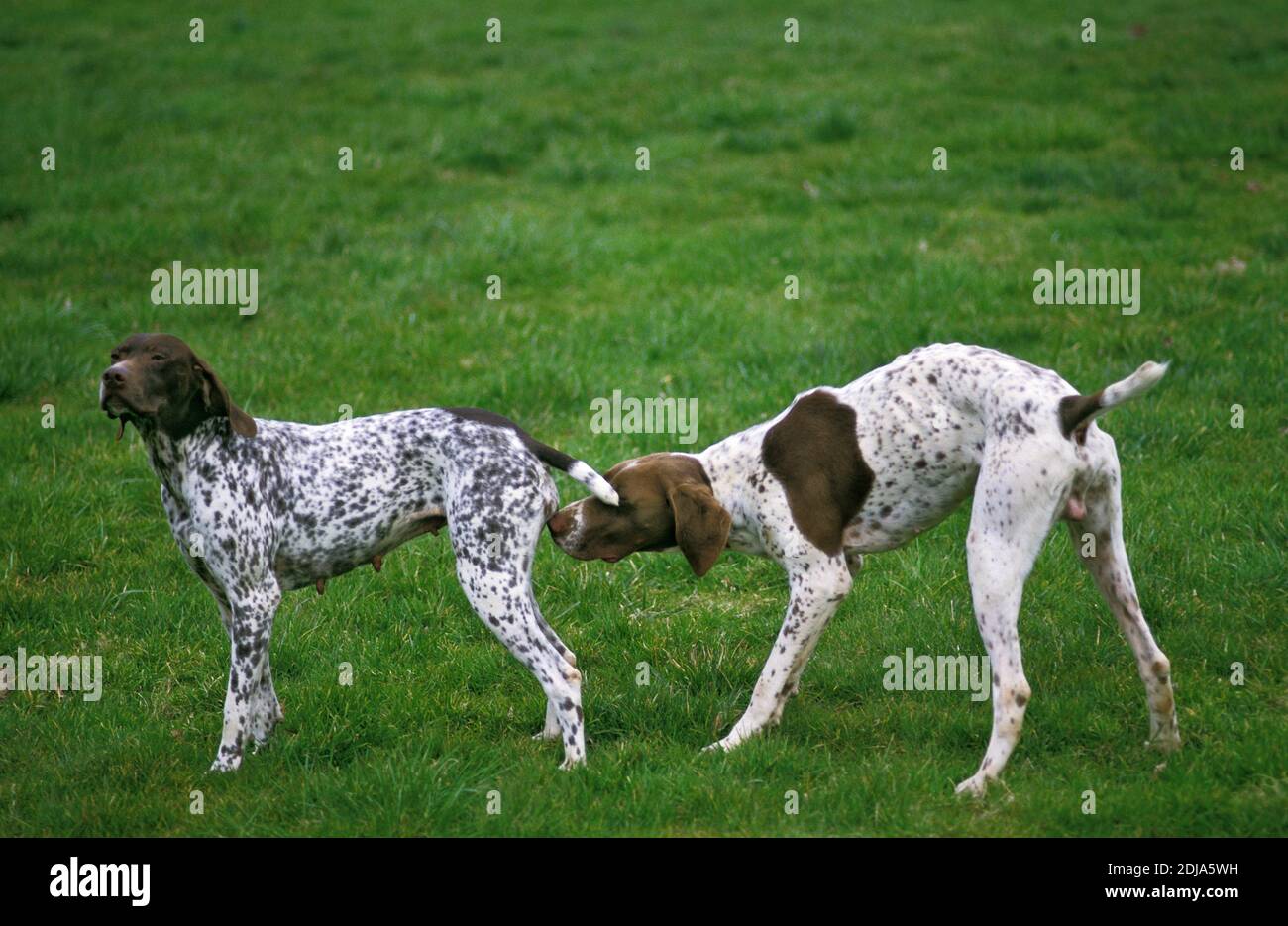 Französische Pyrenäen Pointer Hund, Männchen ein Weibchen in Hitze riechen Stockfotografie Alamy