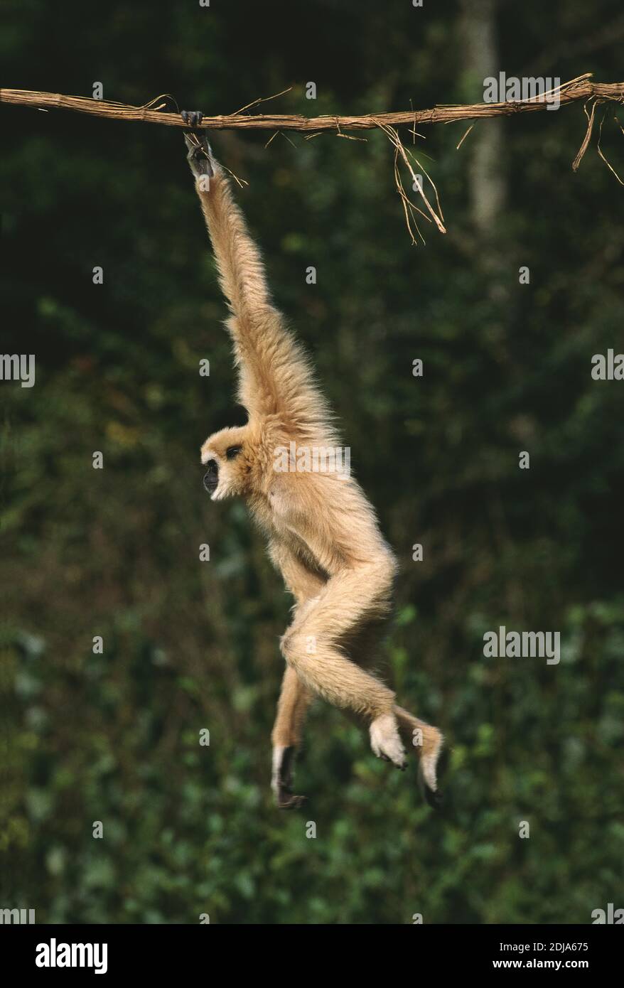 White-Handed Gibbon, Hylobates Lar, Erwachsene hängen von Liana Stockfoto
