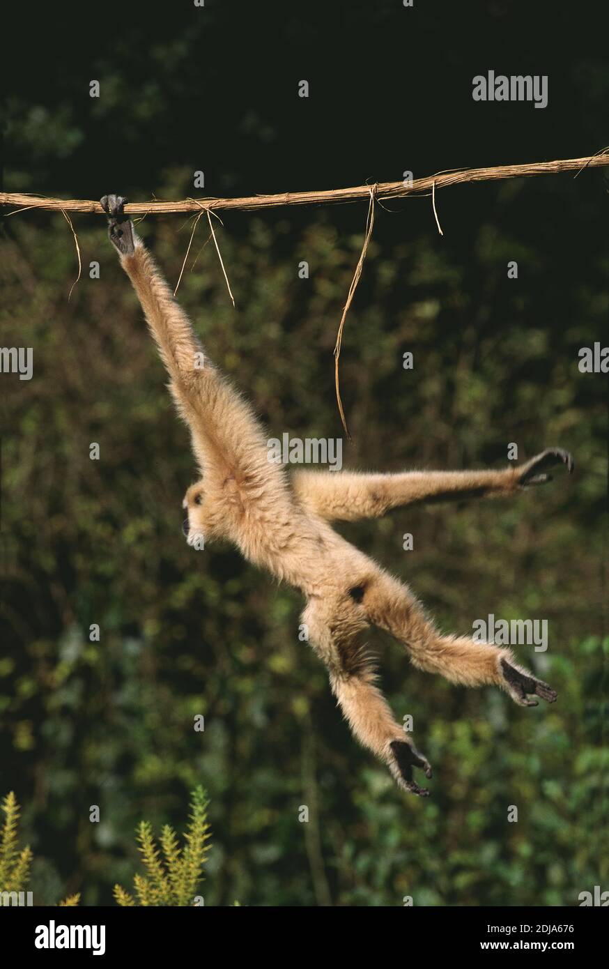 White-Handed Gibbon, Hylobates Lar, Erwachsene hängen von Liana Stockfoto