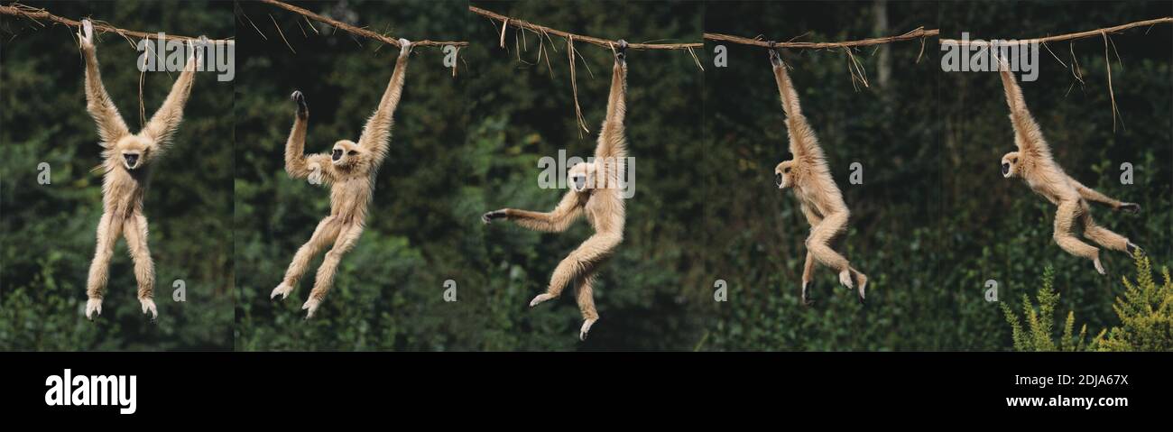 Weißhändiger Gibbon, hylobates-Lar, Erwachsene hängend von Liana, Bewegungsablauf Stockfoto