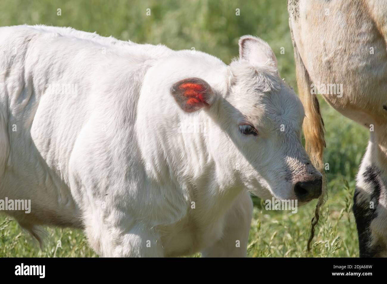 Ein weißes Kalb steht auf der Weide neben seiner Mutter. Im Halbkörper. Stockfoto