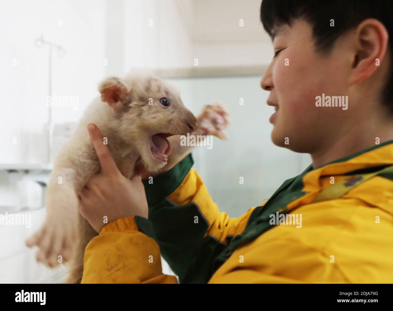 Chongqing, China. Dezember 2020. Der junge Tieraufseher kümmert sich am 13. Dezember 2020 um den kleinen Löwen und Tiger in Chongqing, China.(Foto: TPG/cnsphotos) Quelle: TopPhoto/Alamy Live News Stockfoto