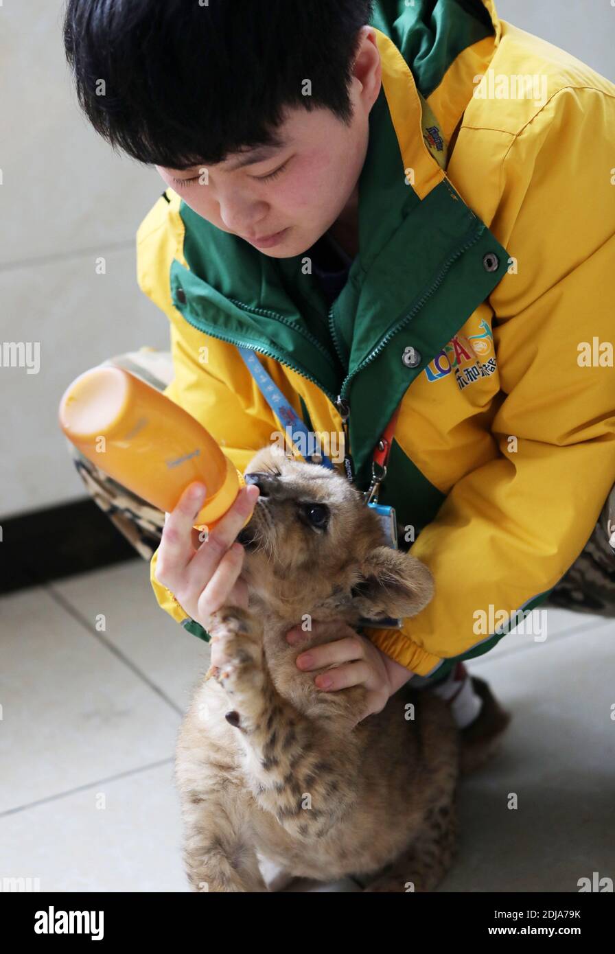 Chongqing, China. Dezember 2020. Der junge Tieraufseher kümmert sich am 13. Dezember 2020 um den kleinen Löwen und Tiger in Chongqing, China.(Foto: TPG/cnsphotos) Quelle: TopPhoto/Alamy Live News Stockfoto