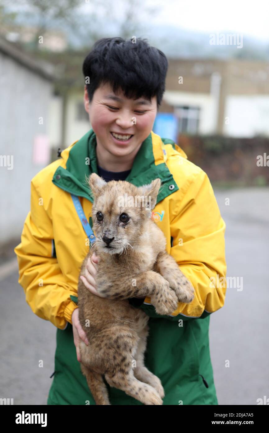 Chongqing, China. Dezember 2020. Der junge Tieraufseher kümmert sich am 13. Dezember 2020 um den kleinen Löwen und Tiger in Chongqing, China.(Foto: TPG/cnsphotos) Quelle: TopPhoto/Alamy Live News Stockfoto