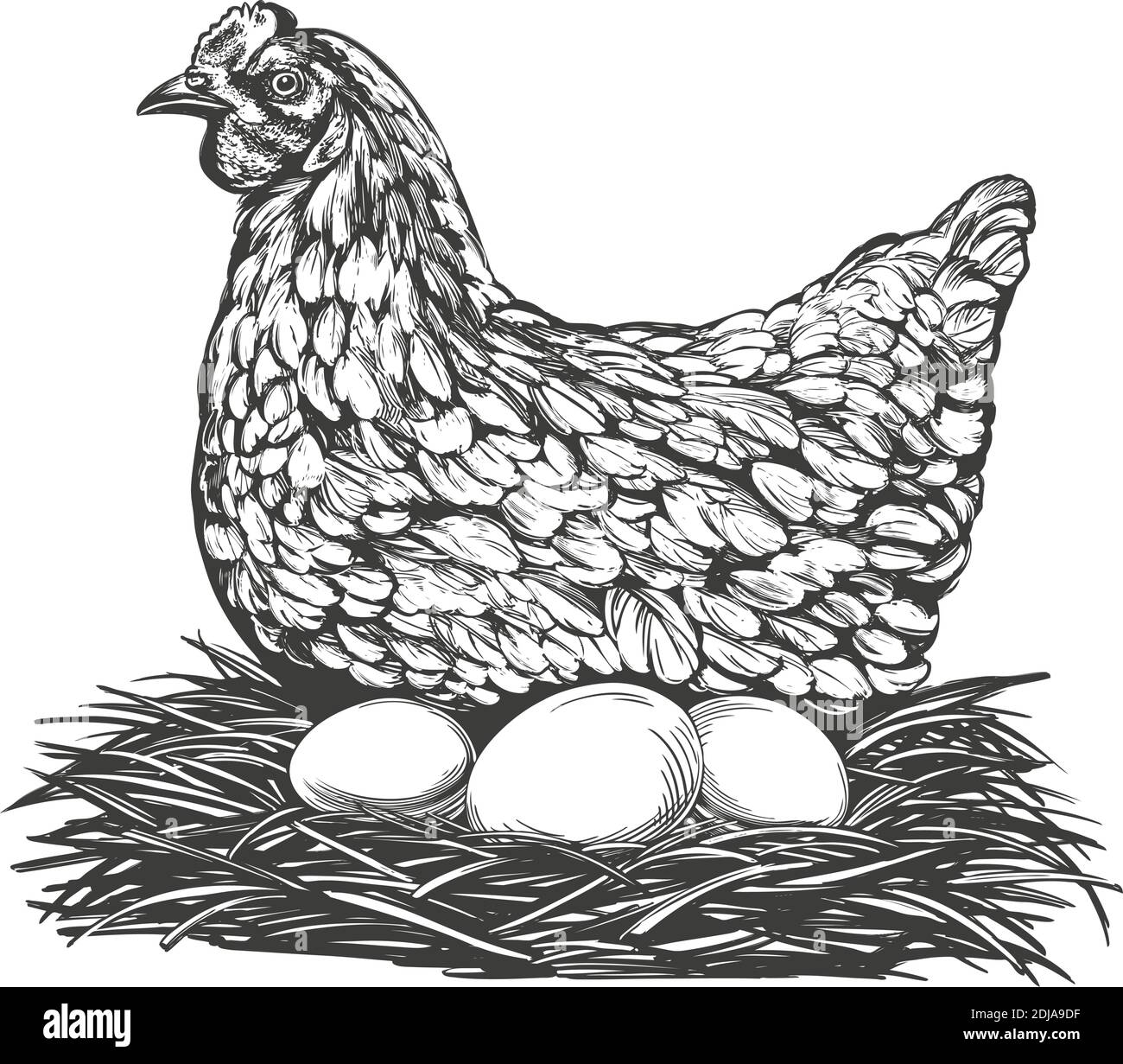 Huhn mit Eiern handgezeichnete Vektor-Illustration realistische Skizze. Stock Vektor