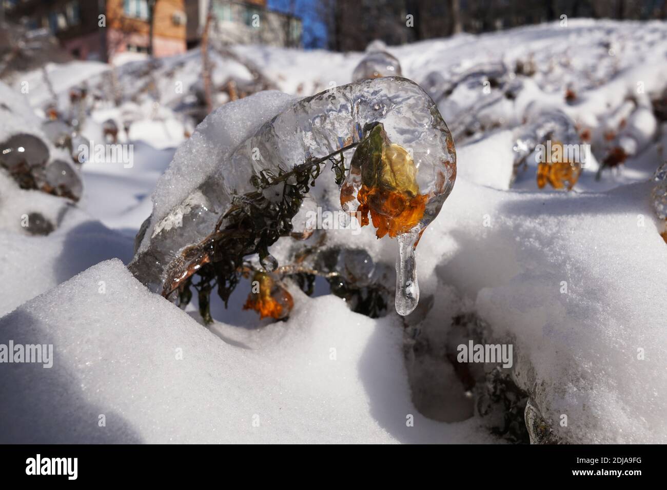 Folgen von gefrierendem Regen. Eine frische lebende Blume verwandelte sich in eine Eisstatue durch Frost und Regen, ein kalter Zyklon kam Stockfoto