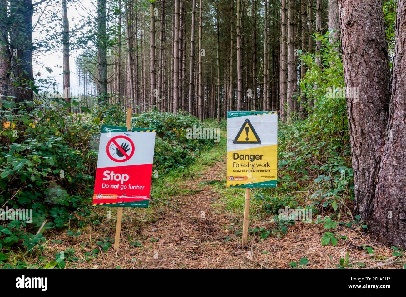 Warnschilder auf dem Fußweg bei Forstarbeiten im Thetford Forest. Stockfoto