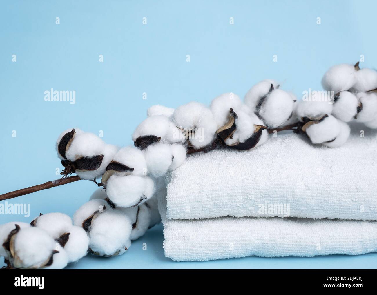 Ein Zweig aus Baumwolle und weißen Stapel von Handtüchern auf einem blauen Hintergrund. Vorderansicht. Naturstoff-Konzept. Speicherplatz kopieren Stockfoto