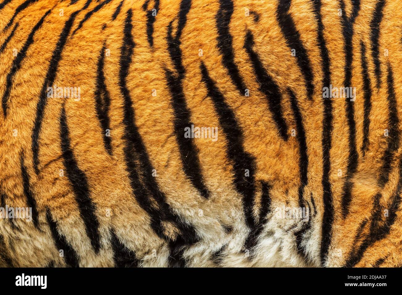 Sibirischer Tiger - Panthera tigris, schöne große Katze aus asiatischen Wäldern und Wäldern, Russland. Stockfoto