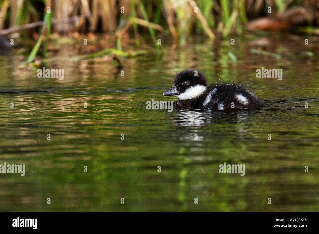 Kleine juvenile Gemeine Goldenauge, Bucephala clangula Schwimmen in einem Teich im Frühling in Estland, Nordeuropa. Stockfoto