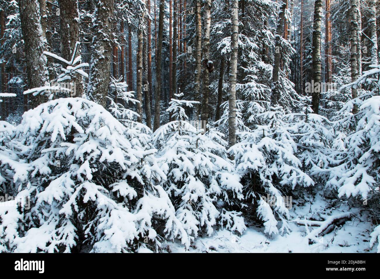 Winterlicher borealer Wald mit kleinen verschneiten Fichten in Estland, Nordeuropa. Stockfoto