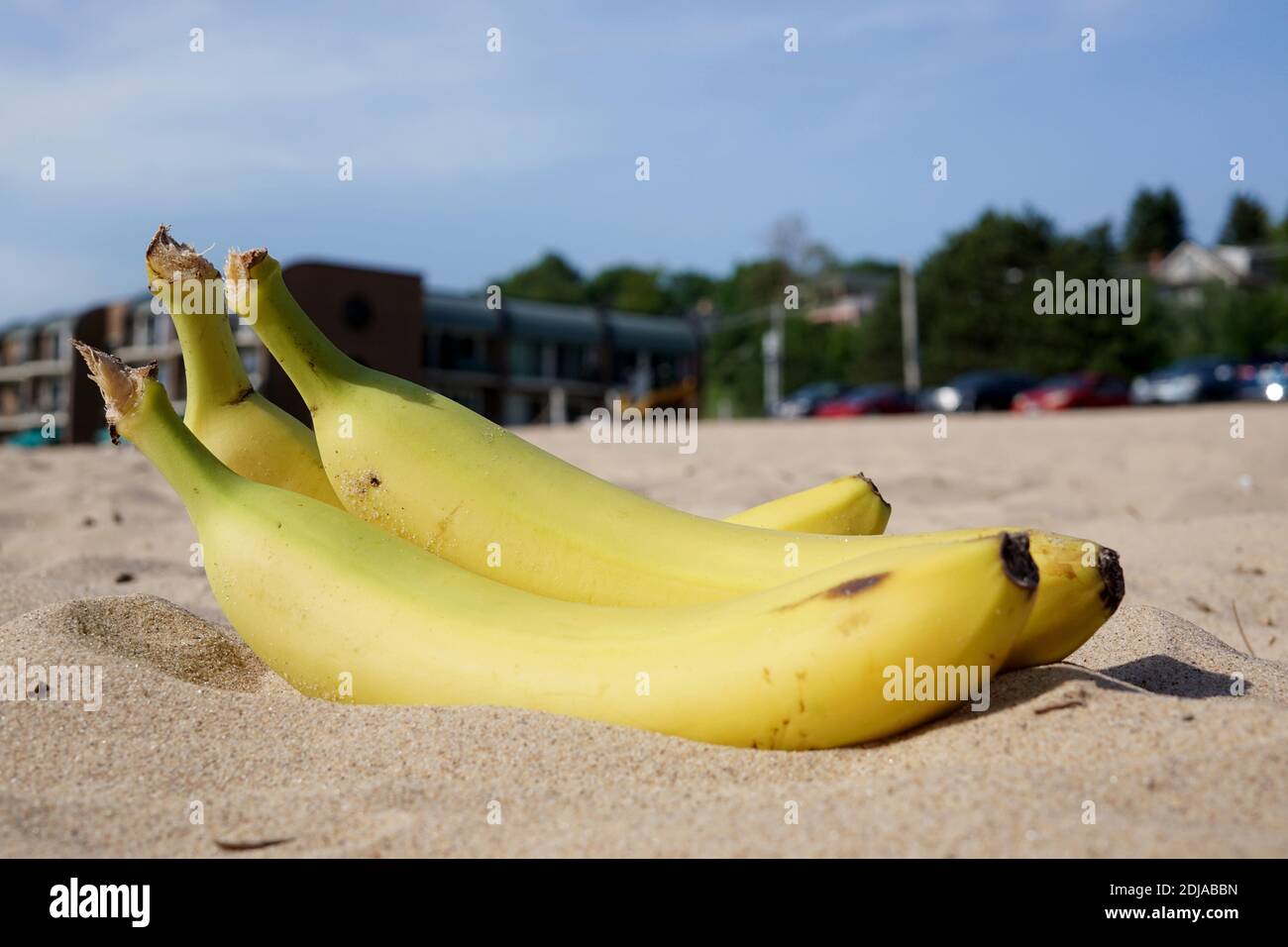 Ein Bündel Bananen auf dem Sand. Im Hintergrund ein Erholungsgebiet, ein Restaurant, Bäume, Parkplatz. USA, Bundesstaat Michigan, Stockfoto