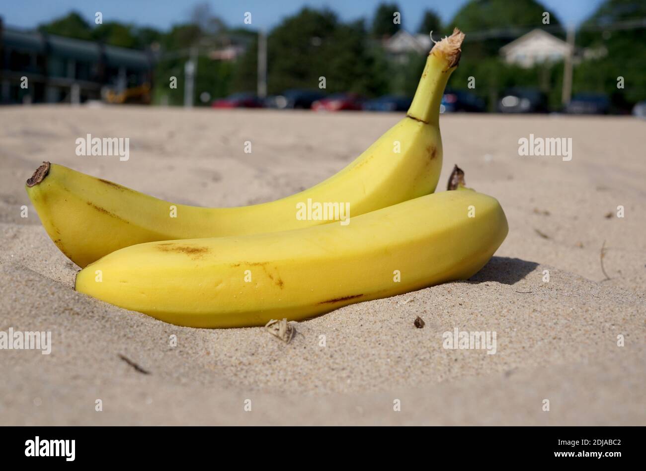 Gelbe Bananen am Sandstrand. Im Hintergrund ein Erholungsgebiet, ein Restaurant, Bäume, Parkplatz. USA, Michigan Stockfoto
