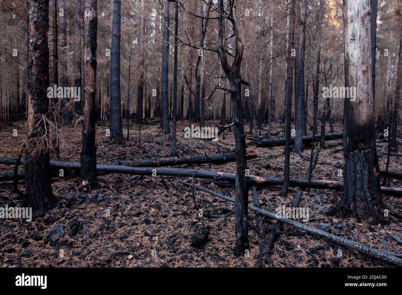 Ein Nadelwald nach einem verheerenden Waldbrand in Estland, Nordeuropa. Stockfoto