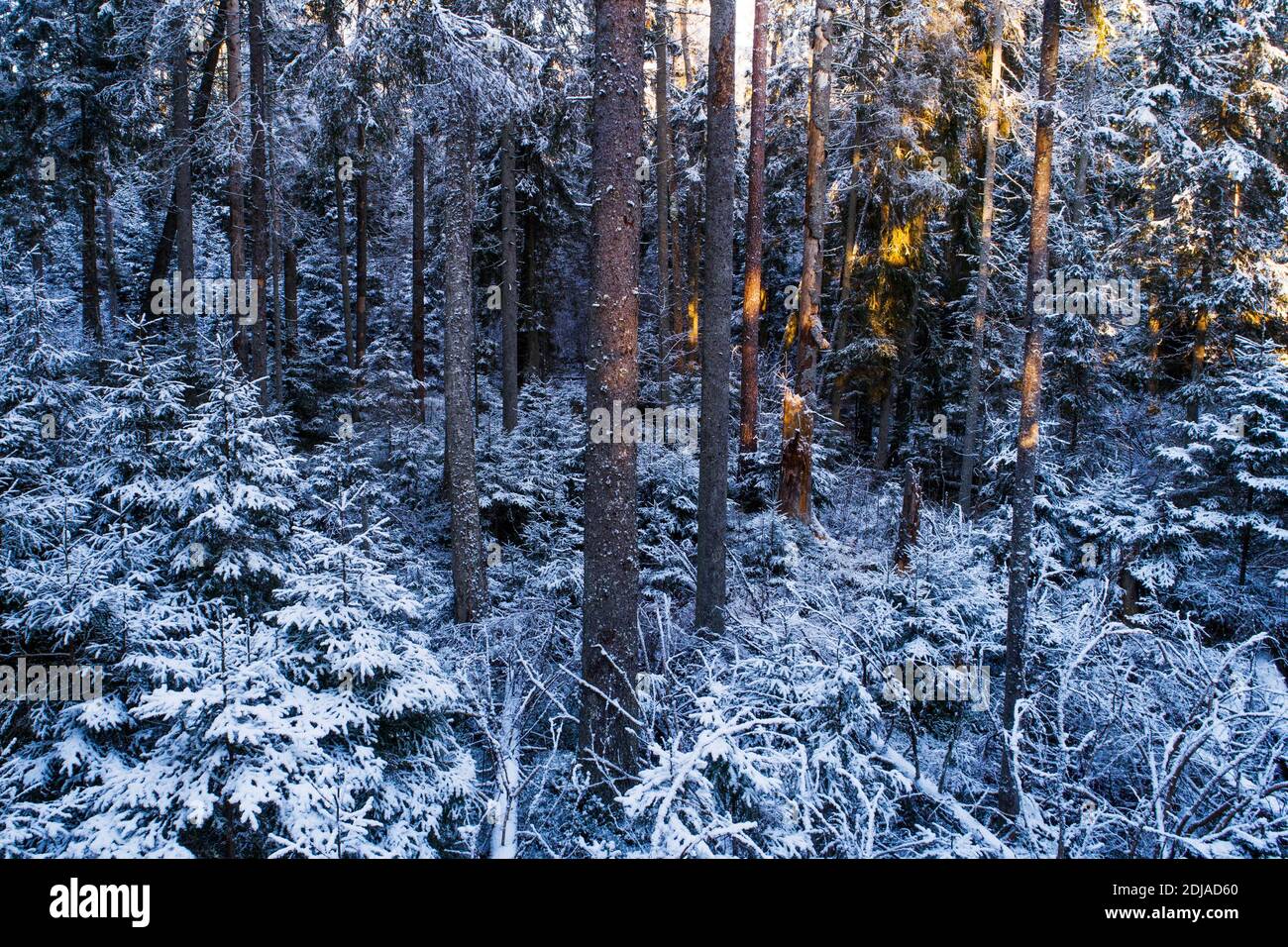 Winterlicher und schneebedeckter Wald in Estland, Nordeuropa. Stockfoto